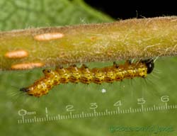 A caterpillar crawls along branch, 10 July 2013