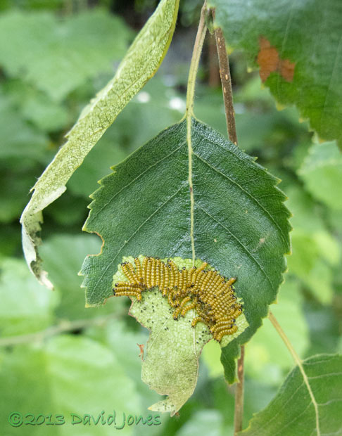 Caterpillar army feeding on birch leaf, 8am 11 July 2013