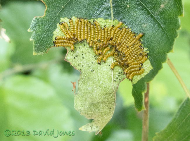 Caterpillar army feeding on birch leaf - close-up, 8am 11 July 2013