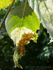 Caterpillar army resting on birch leaf, 12pm 11 July 2013