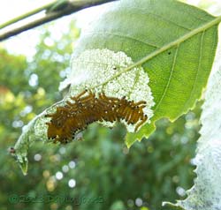 Caterpillar army continues to rest on birch leaf, 6pm 11 July 2013