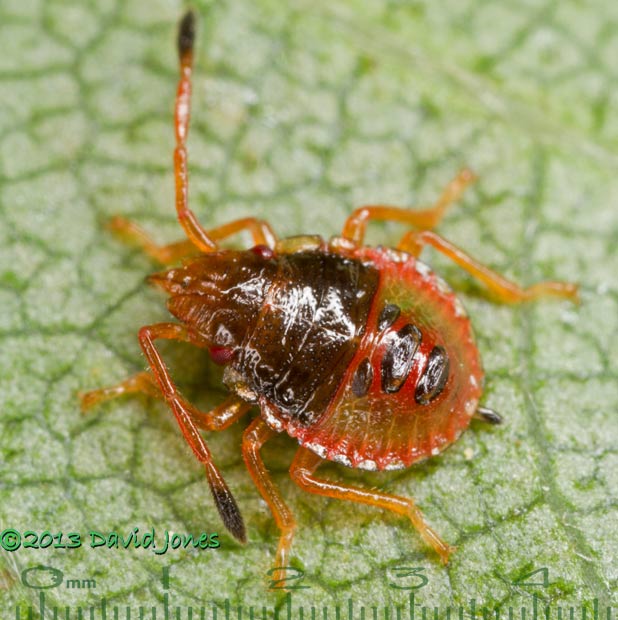 Shieldbug nymph on Birch leaf, 11 July 2013