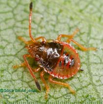 Shieldbug nymph on Birch leaf, 11 July 2013