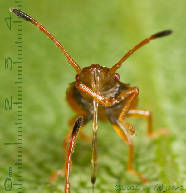 Shieldbug nymph showing rostrum and extended food tube, 11 July 2013