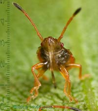 Shieldbug nymph showing rostrum - 1, 11 July 2013