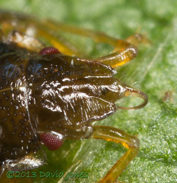 Shieldbug nymph showing mandible/maxillae, 11 July 2013