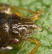 Shieldbug nymph showing mandible/maxillae, 11 July 2013