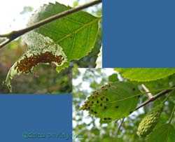 Caterpillar army and Shielbugs this morning, 7.30am 12 July 2013