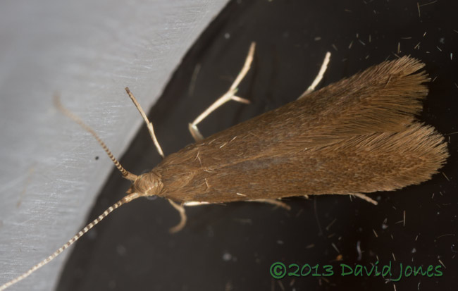 Newly emerged micro moth (Coleophora serratella?), 12 July 2013