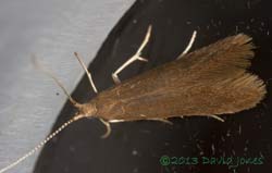 Newly emerged micro moth (Coleophora serratella?), 12 July 2013