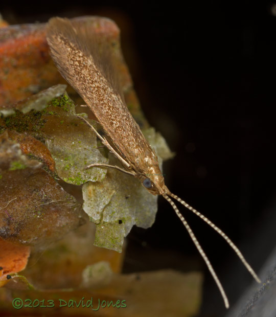 Newly emerged micro moth (Coleophora serratella?) - 2, 12 July 2013