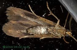 Newly emerged micro moth (Coleophora serratella?) - ventral view, 12 July 2013