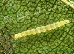 Caterpillar under silk tunnel on Birch leaf, 13 July 2013