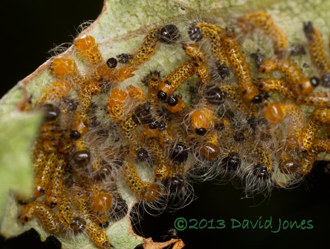 Caterpillar army on Birch leaf - mass moulting, 13 July 2013