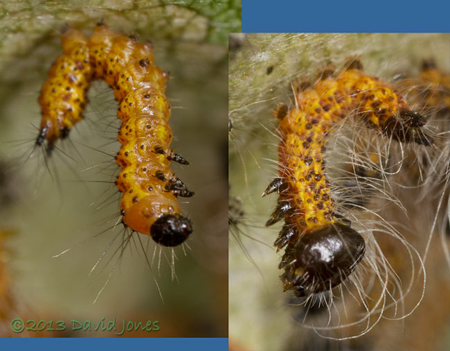 Caterpillars hang from Birch leaf during moulting, 13 July 2013