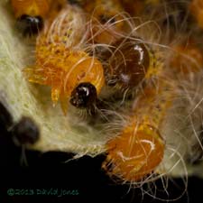 Caterpillars on Birch leaf during moult, 13 July 2013