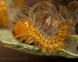 Caterpillar on Birch leaf immediately after moult, 13 July 2013