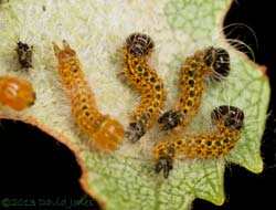 Caterpillars on Birch leaf undergo darkening after moult, 13 July 2013