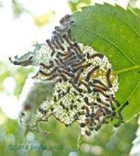 Caterpillars start to feed after moult completed, 13 July 2013