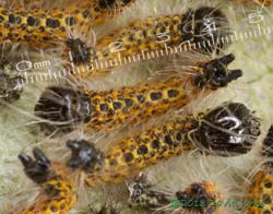 Caterpillars after moult - with scale, 13 July 2013
