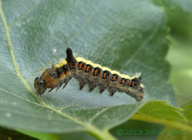 Caterpillar of Grey Dagger moth prepares to moult on Birch leaf, 13 July 2013