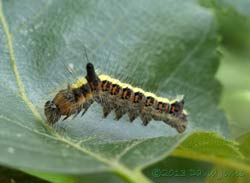 Caterpillar of Grey Dagger moth prepares to moult on Birch leaf - 1, 13 July 2013