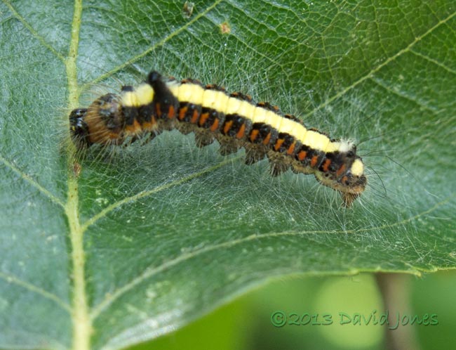 Caterpillar of Grey Dagger moth prepares to moult on Birch leaf - showing silk structure, 13 July 2013