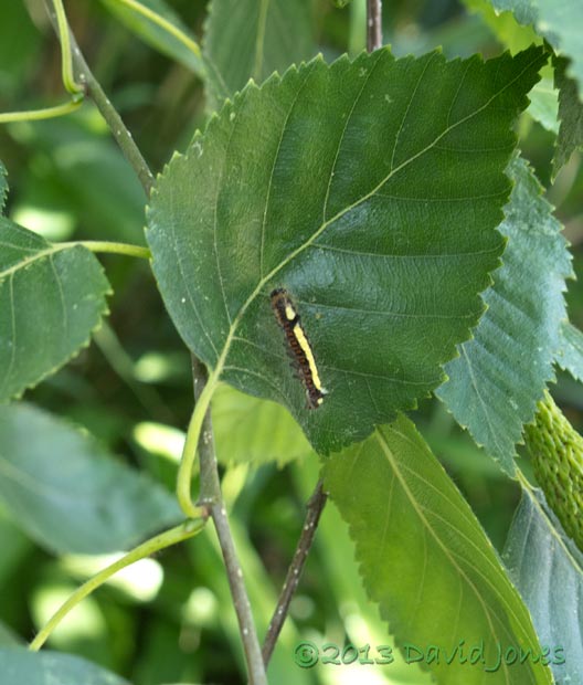 Caterpillar of Grey Dagger moth prepares to moult on Birch leaf - vide view, 13 July 2013
