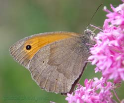 Meadow Brown butterfly (male) on Red Valarian, 13 July 2013