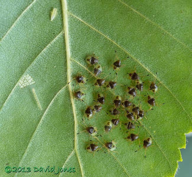 Shieldbug nymphs, leafhopper nymph and caterpillar on Birch leaf, 13 July 2013