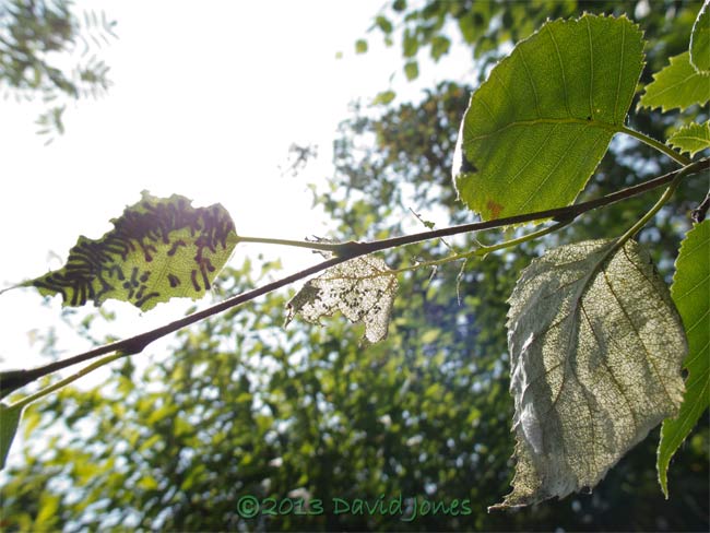 The caterpillar army at noon, 14 July 2013