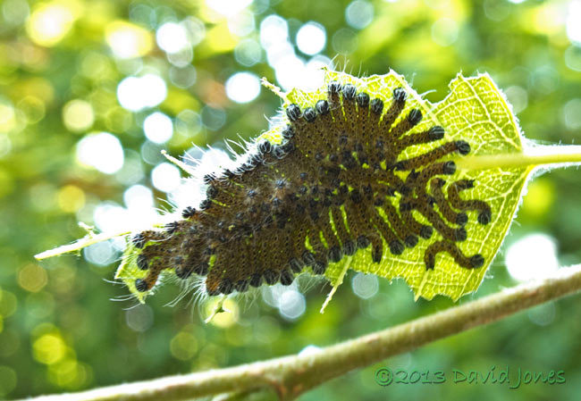 The caterpillar army at 1.30pm, 14 July 2013