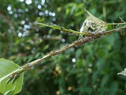Caterpillar army leaves devoured leaf, 4pm 15 July 2013