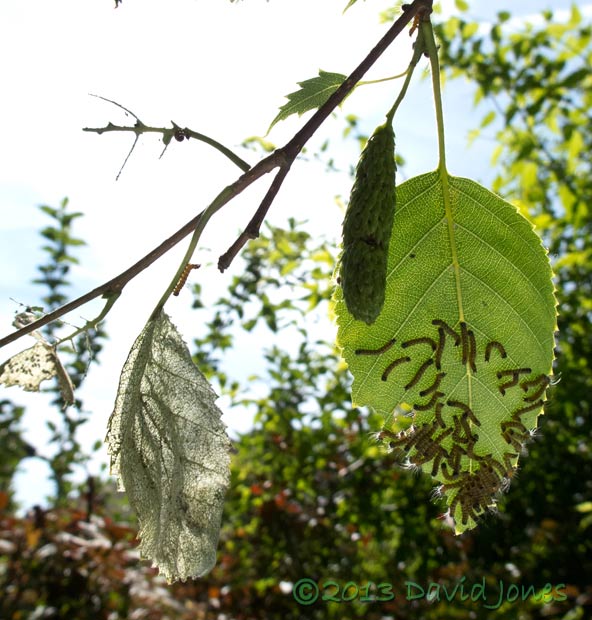 Caterpillar army settles on 'new' leaf, 11.30am 15 July 2013