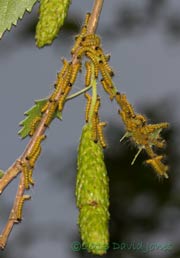 Caterpillar army leaves after eating leaf, 8pm 15 July 2013