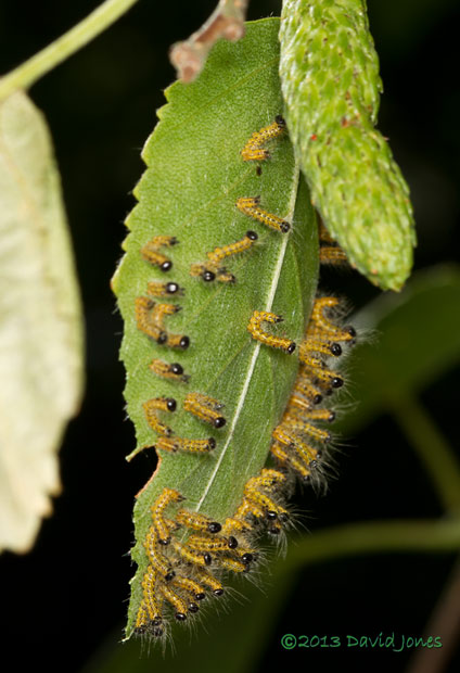 Caterpillar army at rest?  12pm 15 July 2013