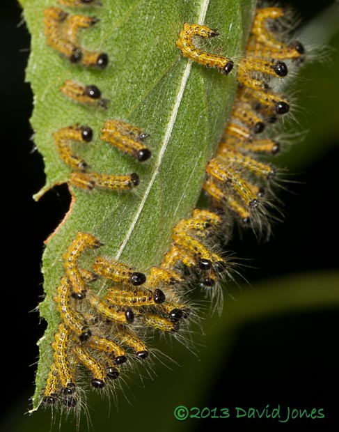 Caterpillar army at rest? - close-up,  12pm 15 July 2013