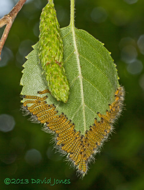 Caterpillar army feeding, 1.30pm 15 July 2013