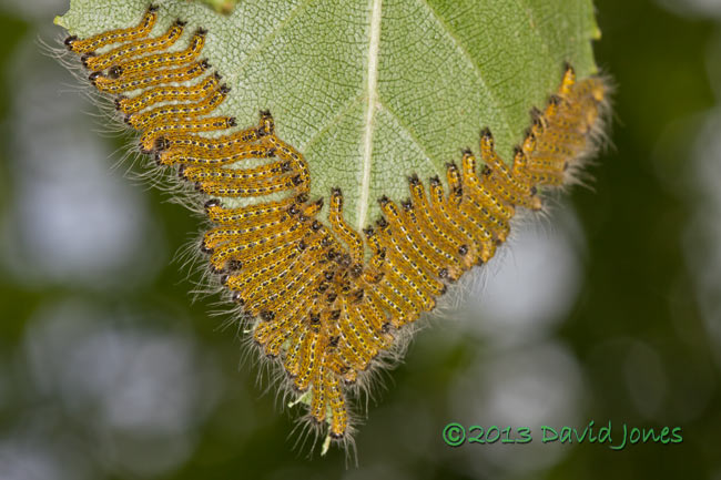 Caterpillar army feeding - close-up, 1.30pm 15 July 2013