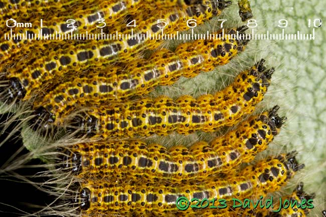 Caterpillars -close-up with scale, 15 July 2013