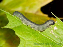 Sawfly larva on Garlic Mustard leaf - side view, 15 July 2013