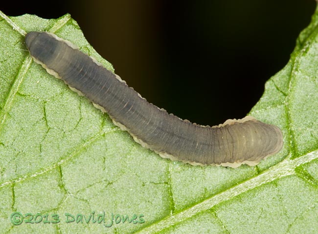 Sawfly larva on Garlic Mustard leaf, 15 July 2013