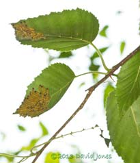 Caterpillar army divided between two birch leaves, 16 July 2013