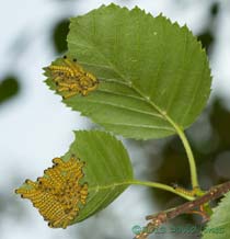 Caterpillars feeding on two leaves at 3pm, 16 July 2013