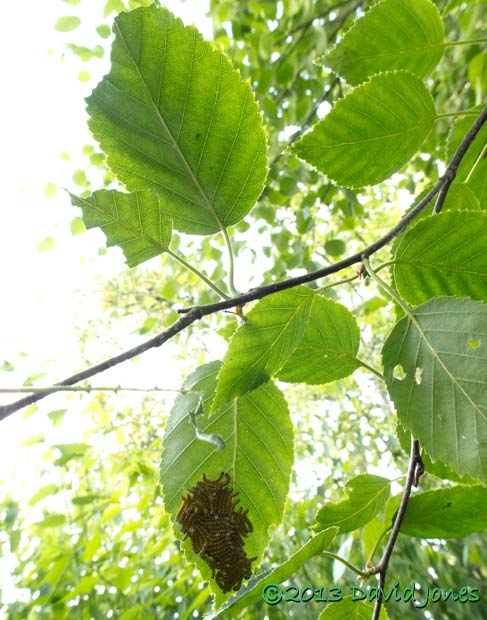 Caterpillar army at 7pm, 16 July 2013