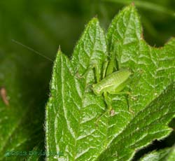 Green Bush Cricket nymph, 16 July 2013