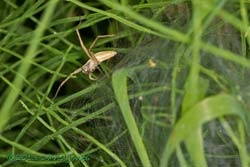 Nursery web spider (Pisaura mirabilis) working on nursey web, 16 July 2013