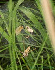 Nursery web spider (Pisaura mirabilis) in front of nursery web, 16 July 2013