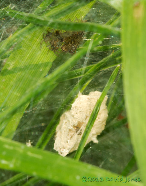 Young spiders of Nursery web spider (Pisaura mirabilis) , 16 July 2013