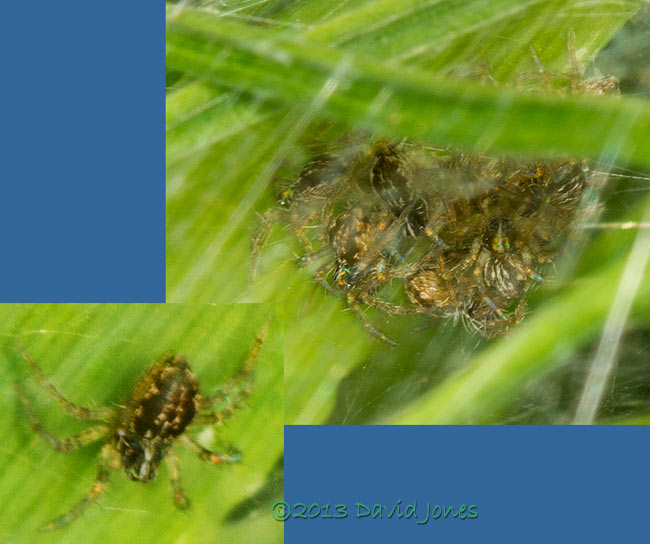 Young spiders of Nursery web spider (Pisaura mirabilis) - close-ups , 16 July 2013